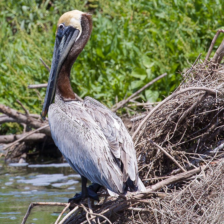 Brown Pelican - ML558836701