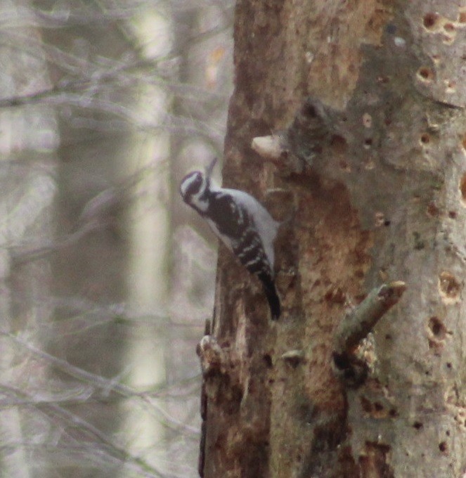 Downy Woodpecker - ML558836831