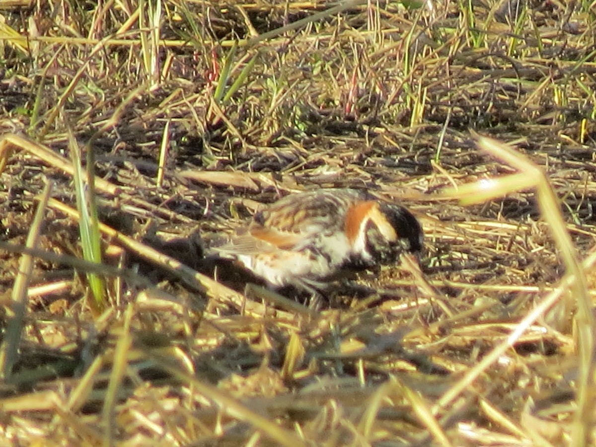 Lapland Longspur - ML558837191