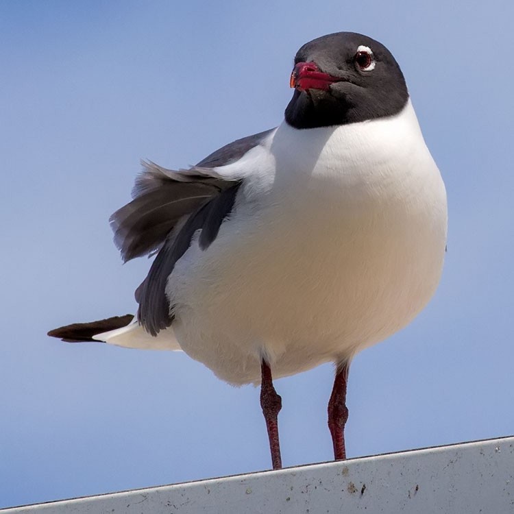 Laughing Gull - ML558837221