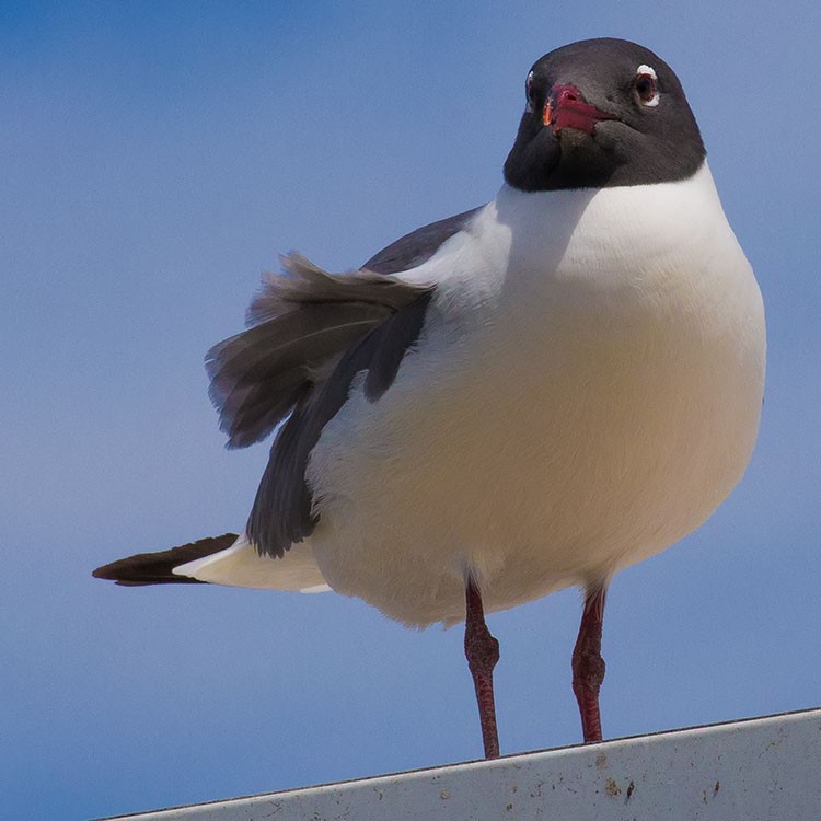 Laughing Gull - ML558837251