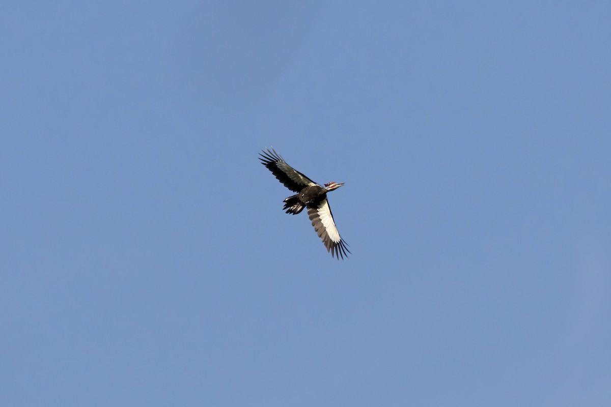 Pileated Woodpecker - ML558837841