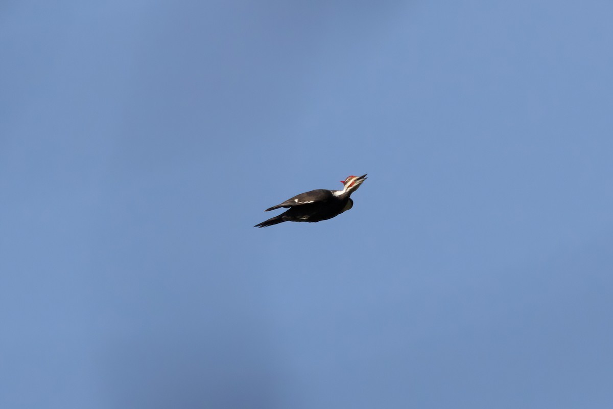 Pileated Woodpecker - ML558837861