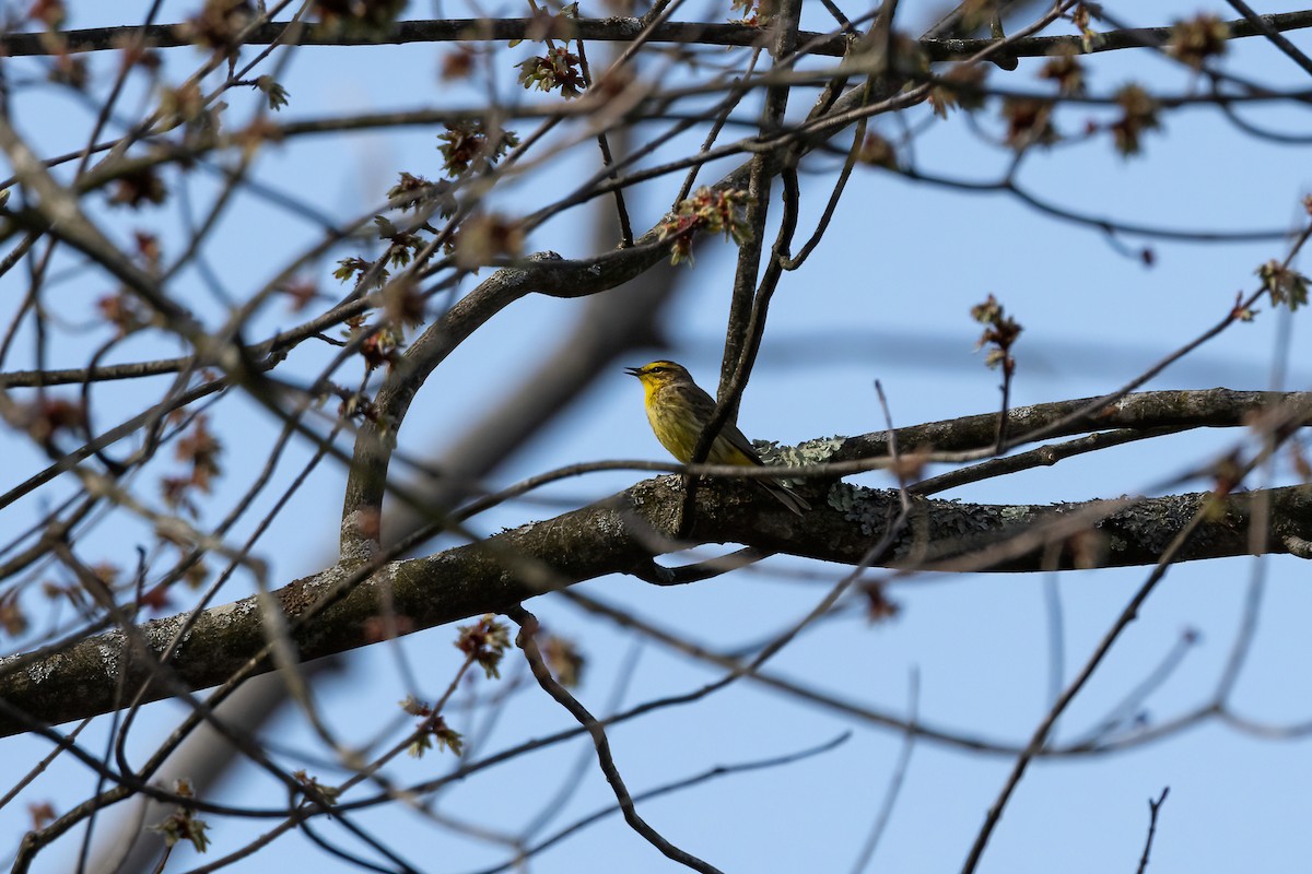 Palm Warbler (Yellow) - ML558837901