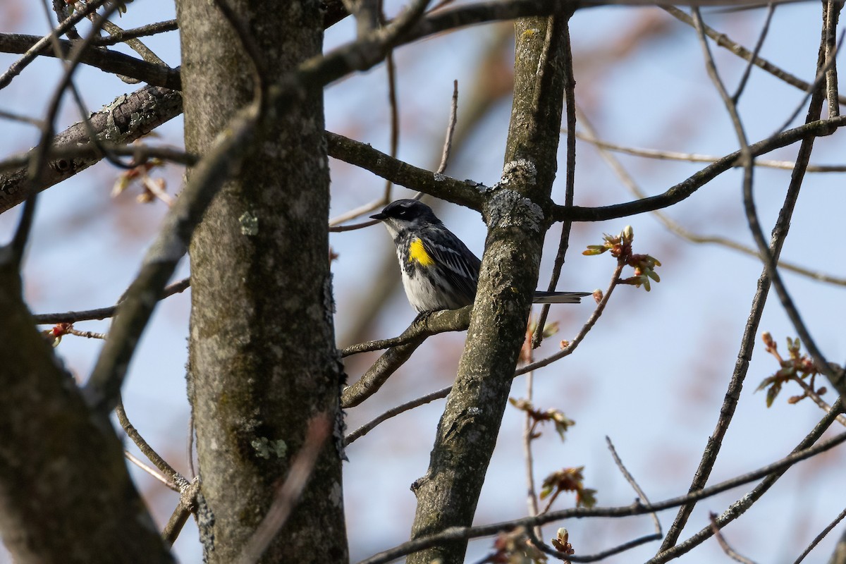 Пісняр-лісовик жовтогузий (підвид coronata) - ML558837951