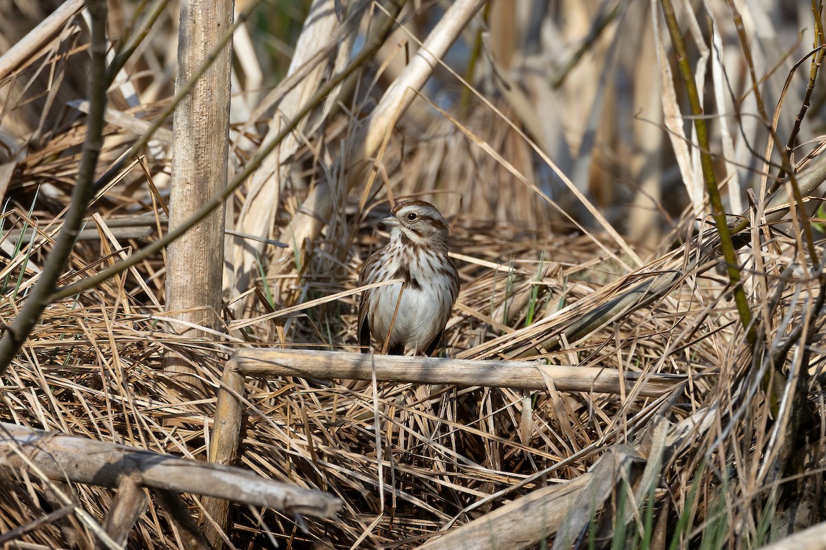 Song Sparrow - ML558837961