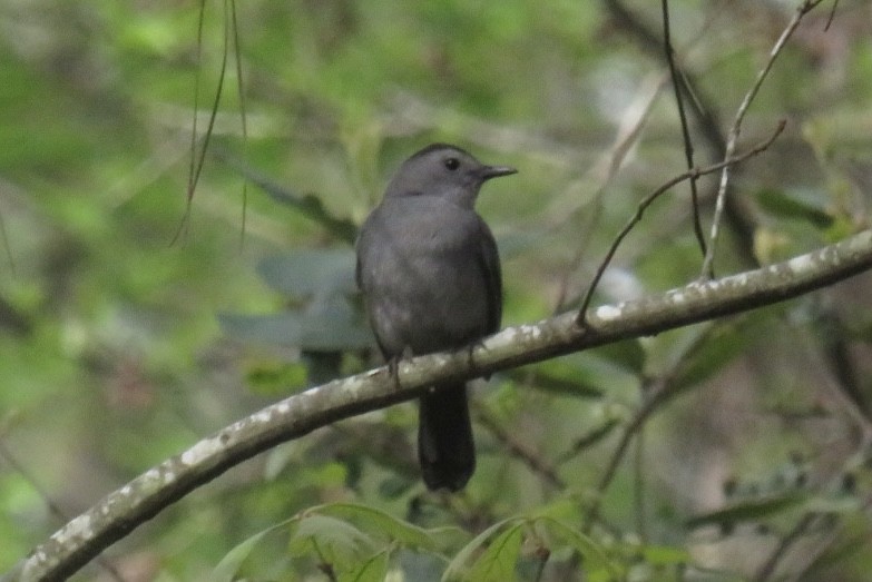 Gray Catbird - ML558838281