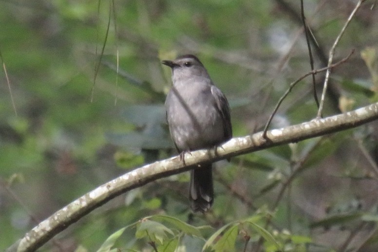 Gray Catbird - ML558838291