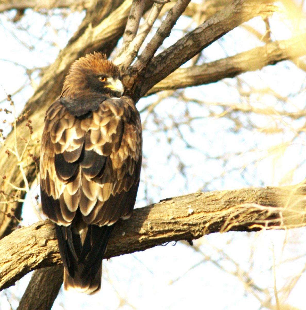 Booted Eagle - ML558839751