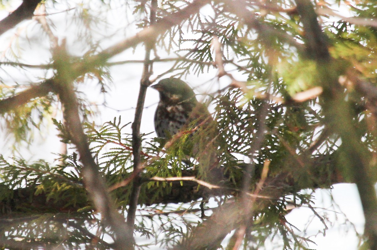 Fox Sparrow - ML558839821