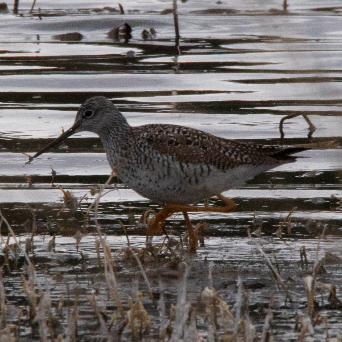 Greater Yellowlegs - ML558840141