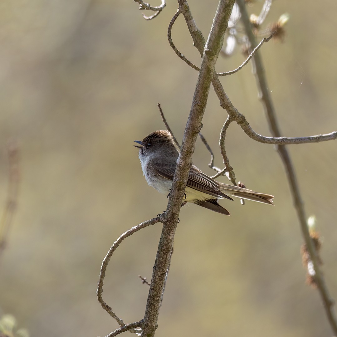 Eastern Phoebe - ML558840351