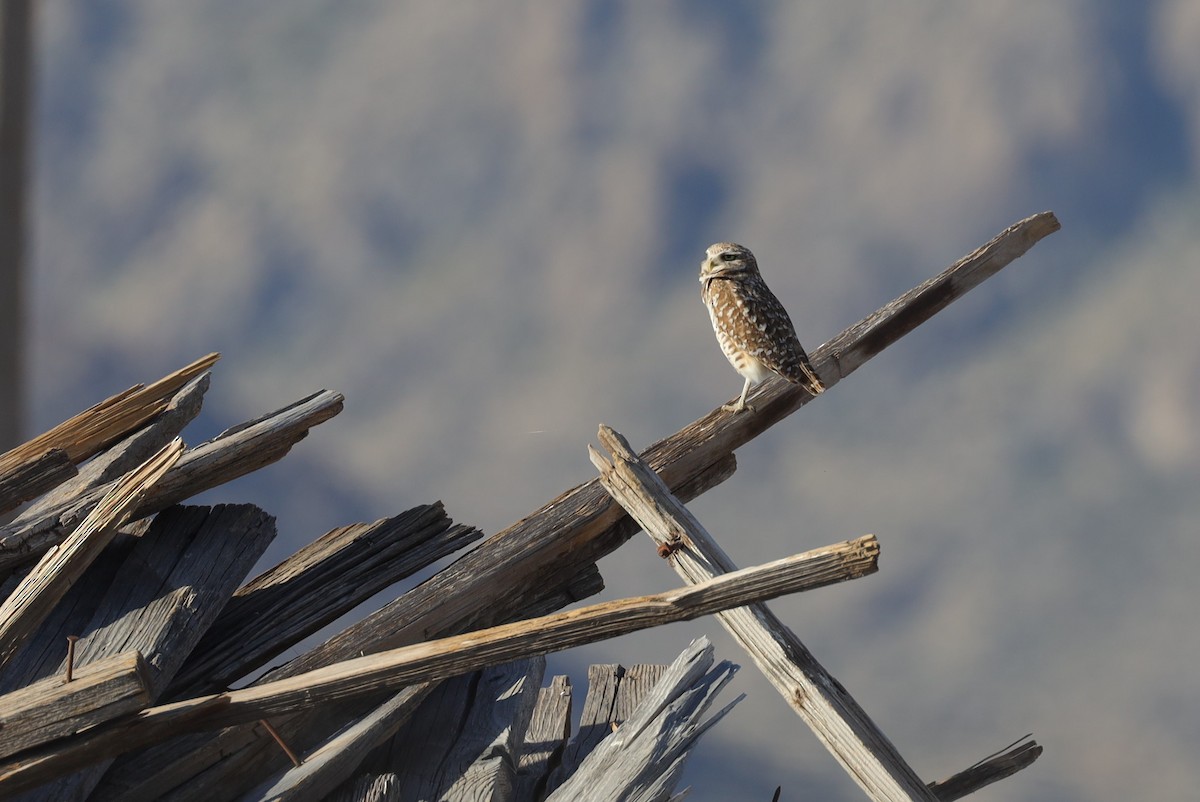 Burrowing Owl - ML558840361