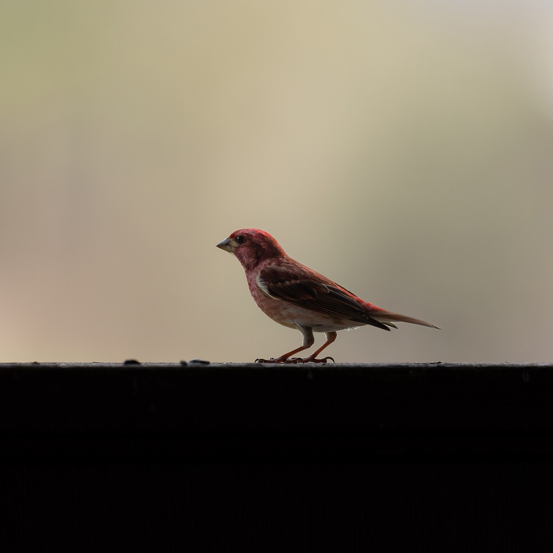 Purple Finch - ML558840531