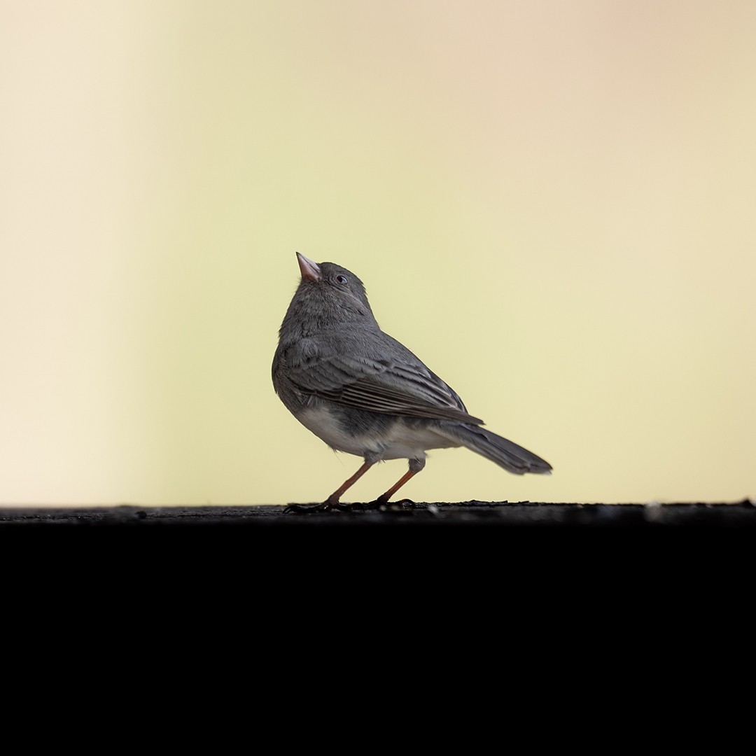 Dark-eyed Junco - ML558840611