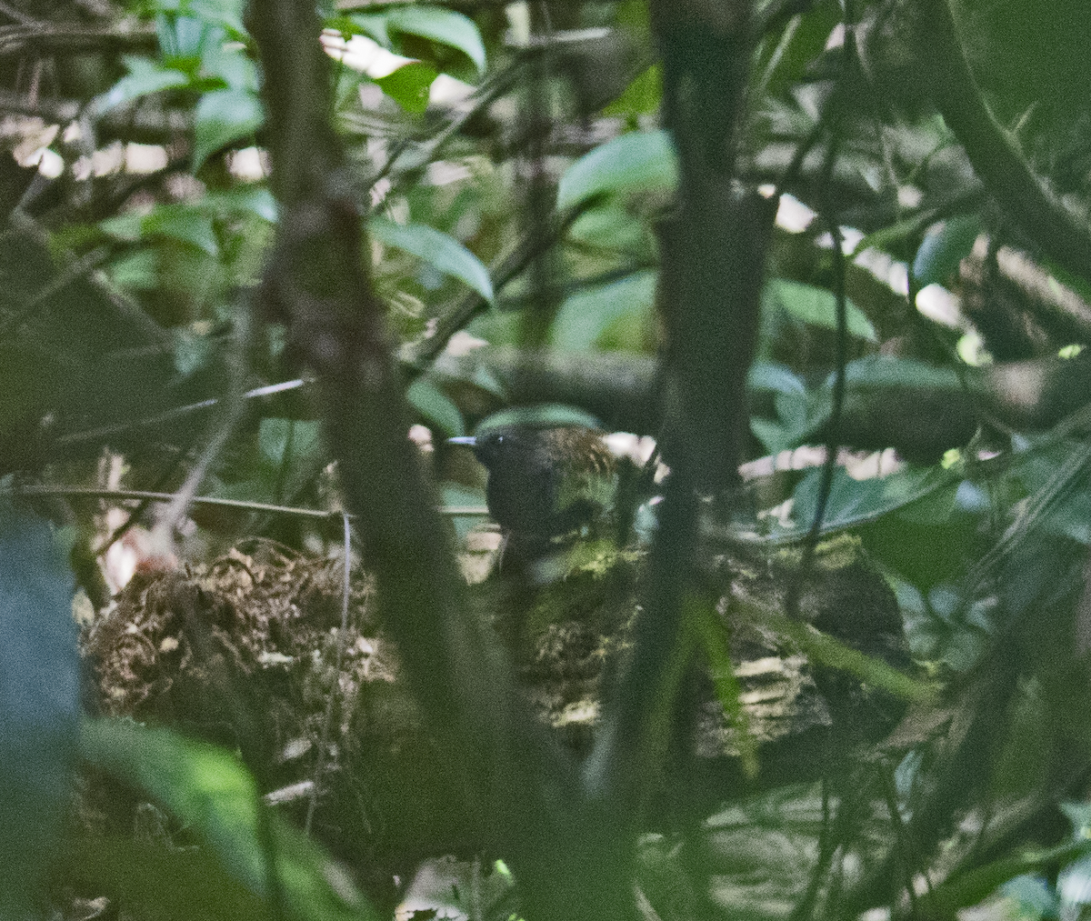 Scalloped Antbird - ML558840641