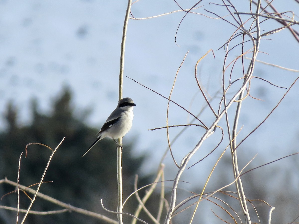 Loggerhead Shrike - ML558841121