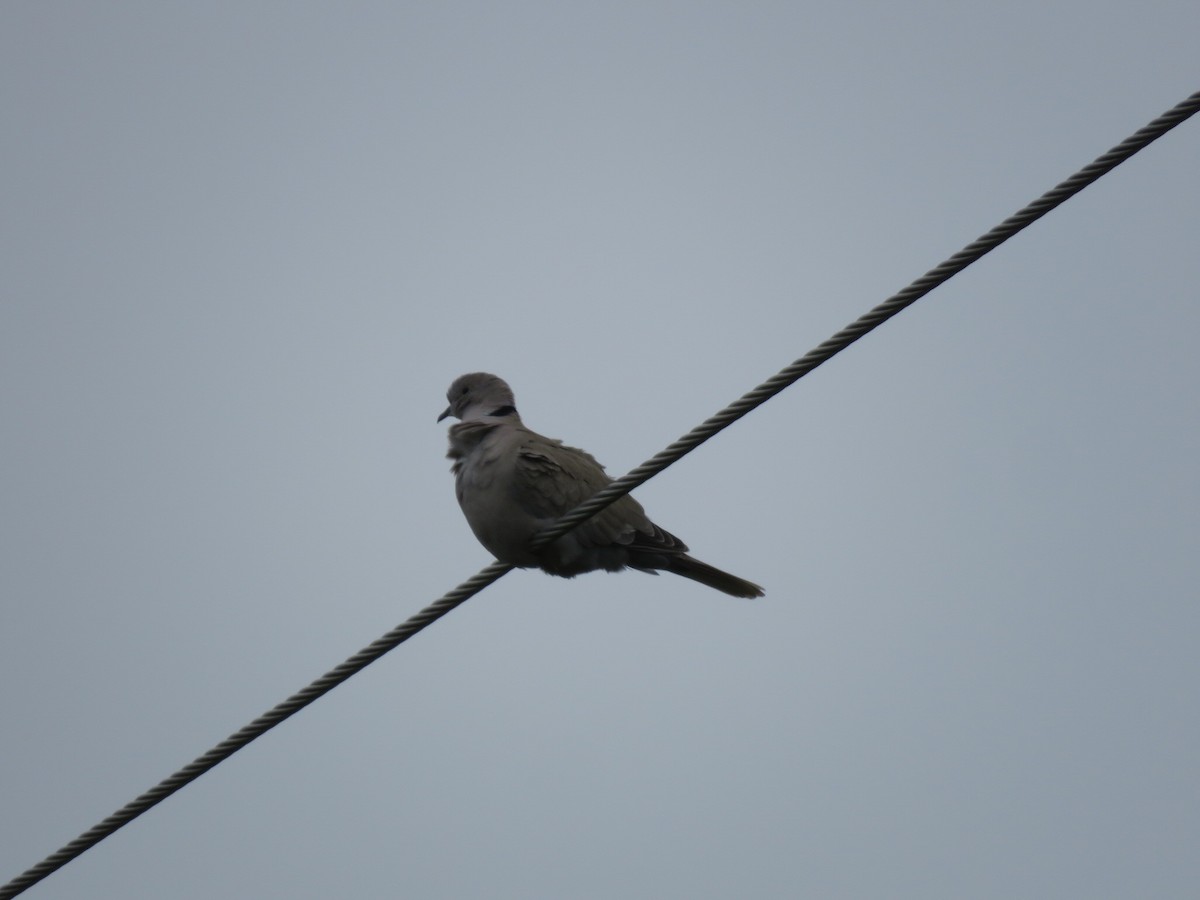 Eurasian Collared-Dove - Bill Grossmeyer