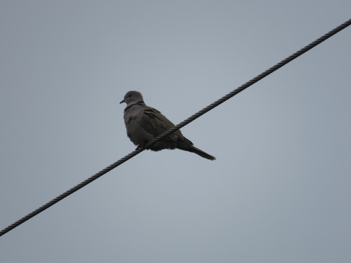 Eurasian Collared-Dove - Bill Grossmeyer