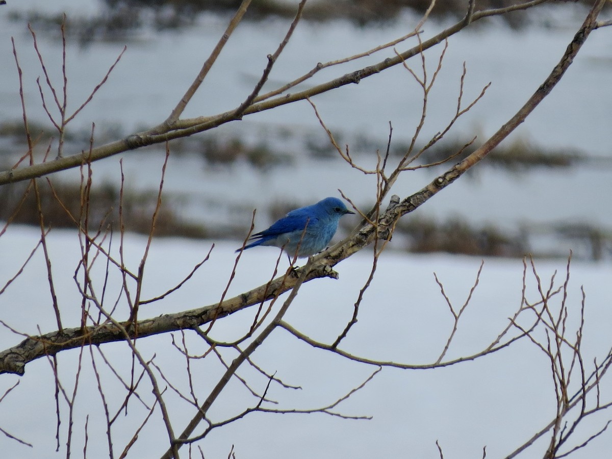 Mountain Bluebird - ML558842491