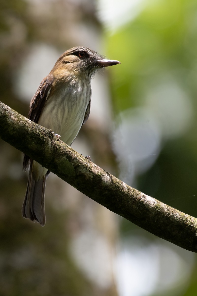 Bright-rumped Attila (Northern) - Rajan Rao