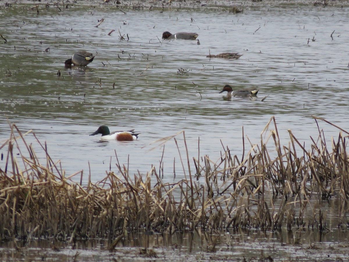Northern Shoveler - ML558842721