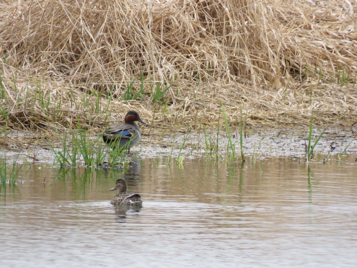 Green-winged Teal - ML558842841
