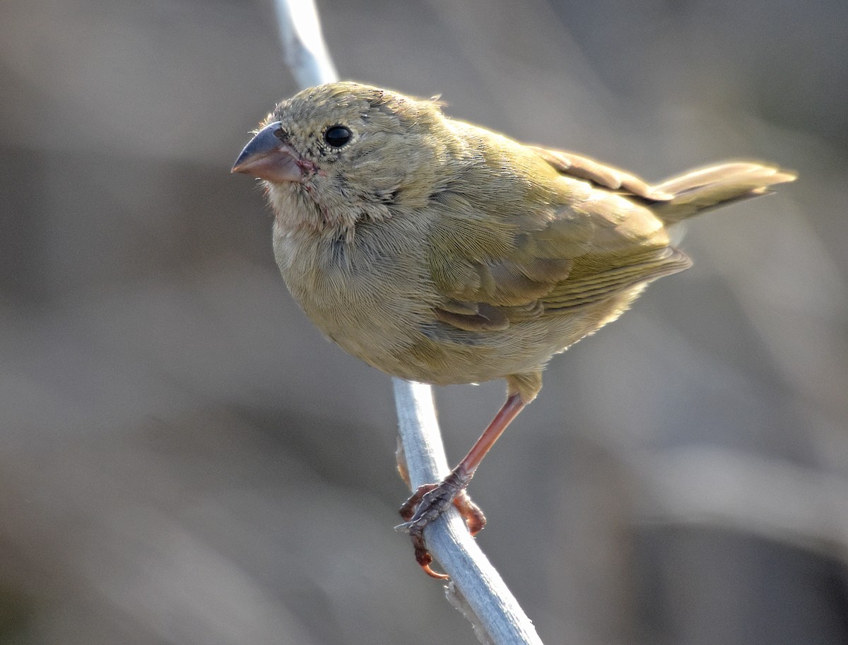 Black-faced Grassquit - Steven Mlodinow