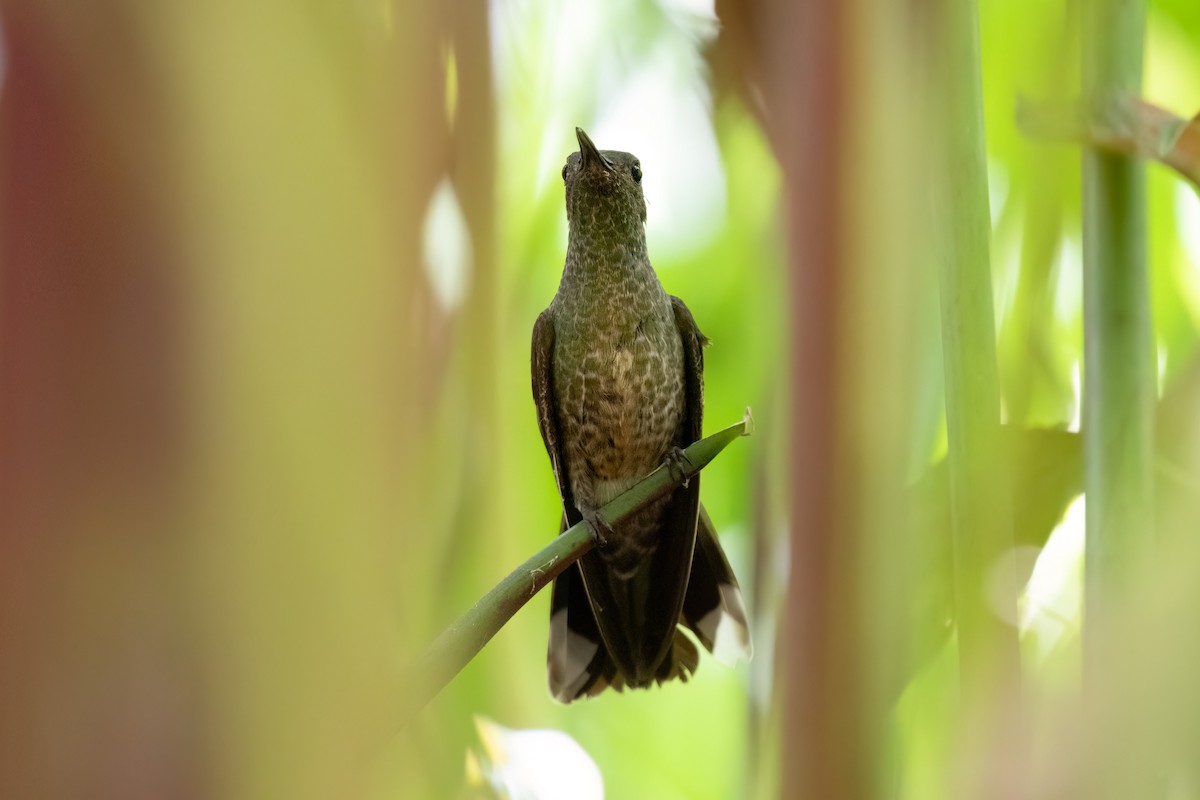 kolibřík skvrnitoprsý - ML558843171