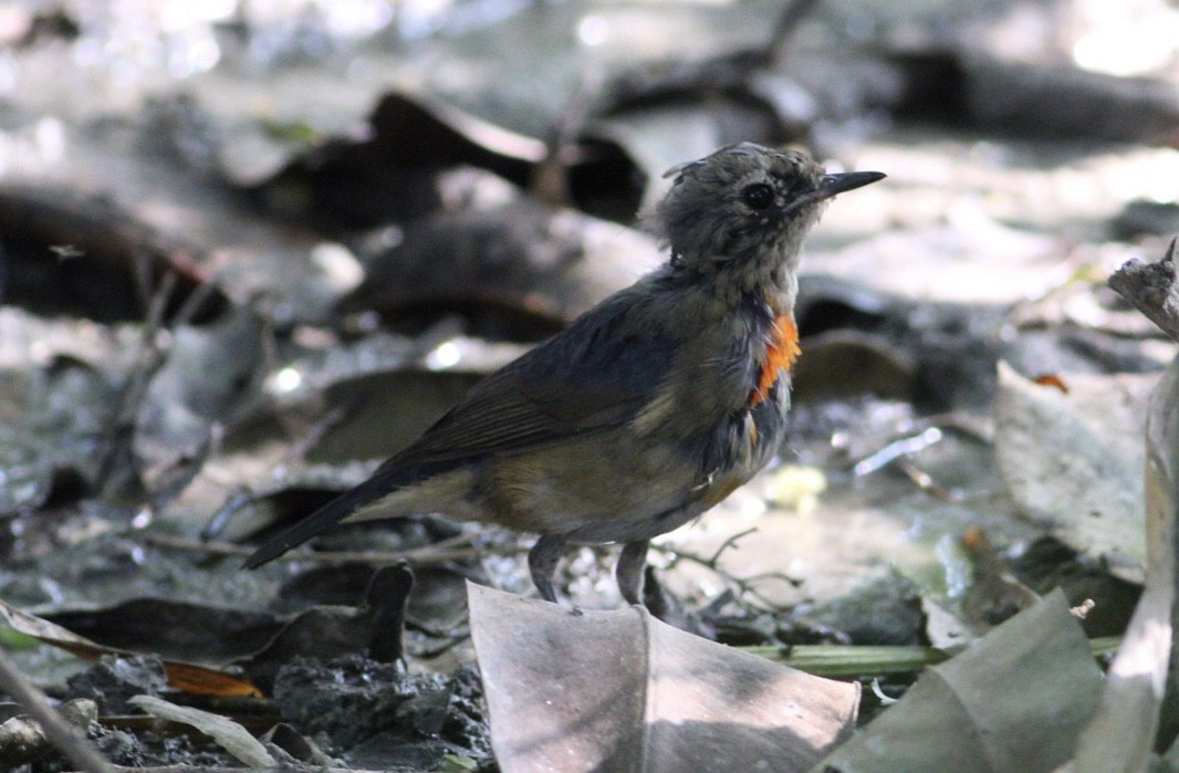 eBird Checklist - 29 Mar 2023 - Koshi Tappu Wildlife Reserve - Koshi ...