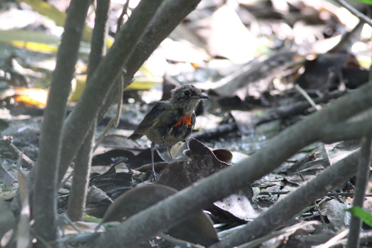 Firethroat - Guy Shorrock