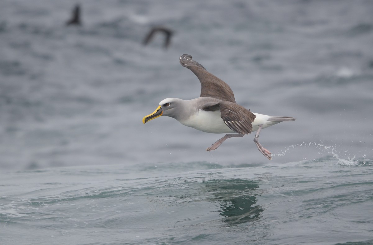 Buller's Albatross - Pablo Gutiérrez Maier