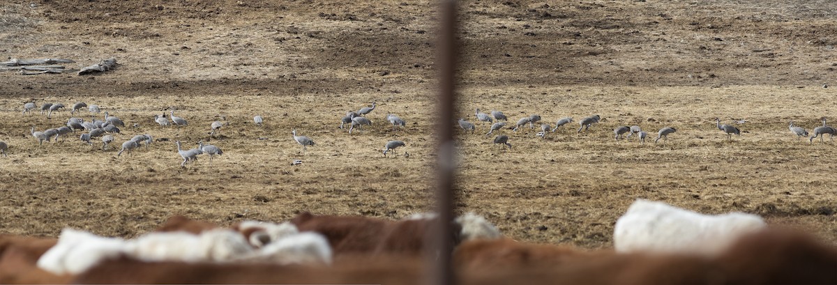 Sandhill Crane - ML558850001