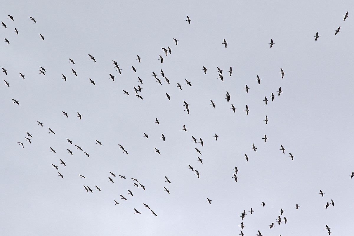 Sandhill Crane - ML558850381