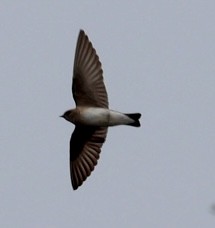 Northern Rough-winged Swallow - Kim Abplanalp