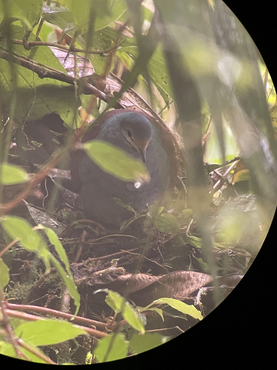 Buff-fronted Quail-Dove - ML558851401