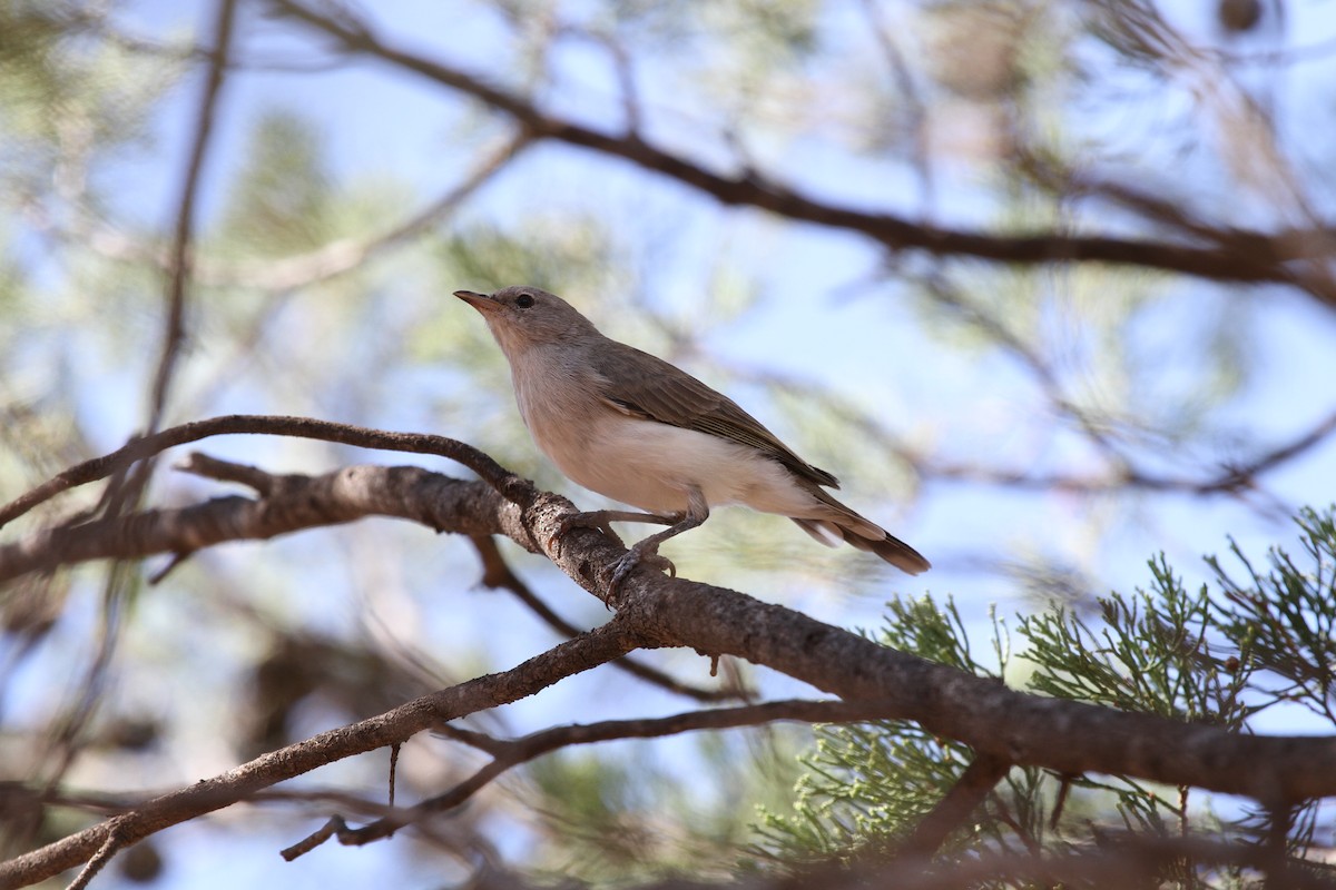 Gray Honeyeater - ML558851481