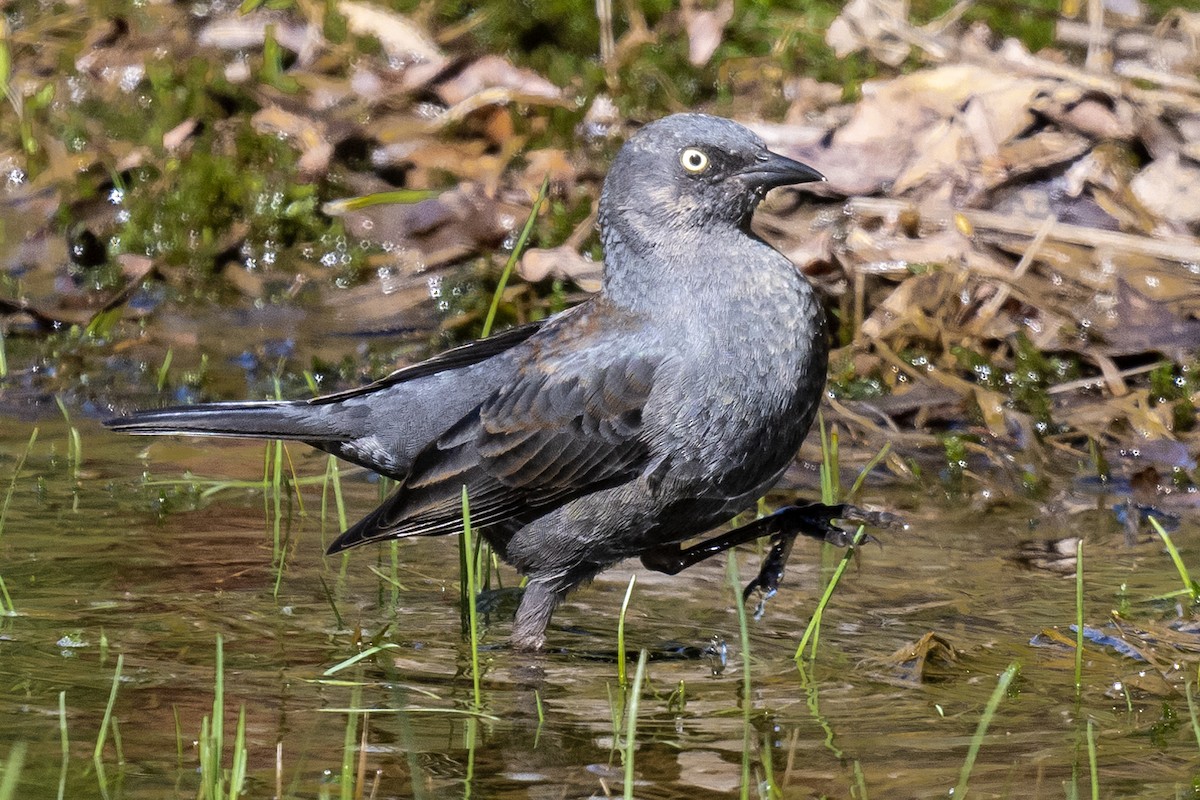 Brewer's Blackbird - ML558851801