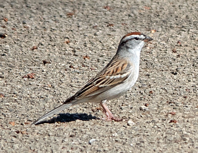 Chipping Sparrow - ML558851881