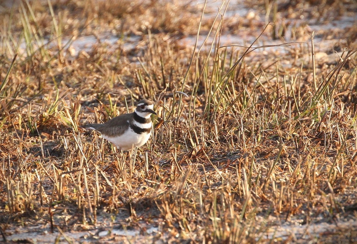 Killdeer - ML558853821