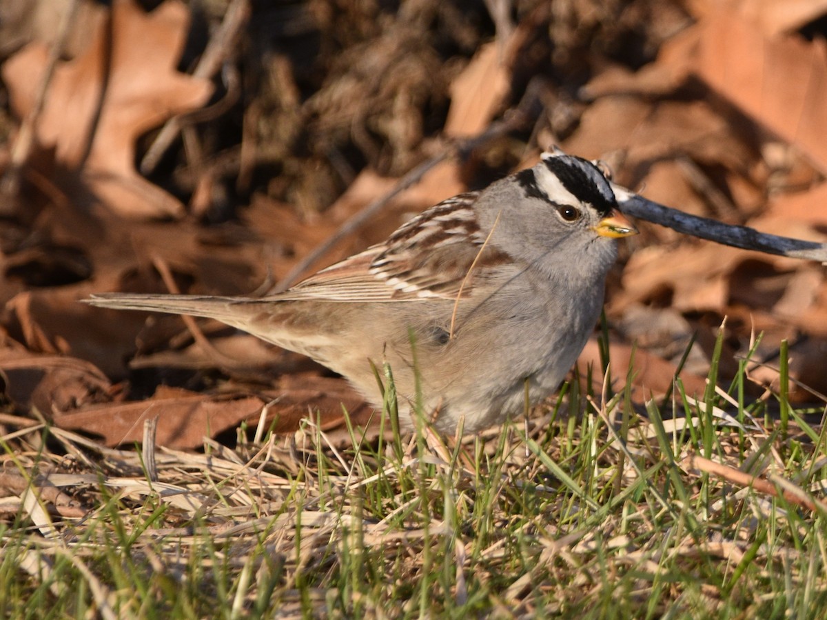 Bruant à couronne blanche - ML558856961