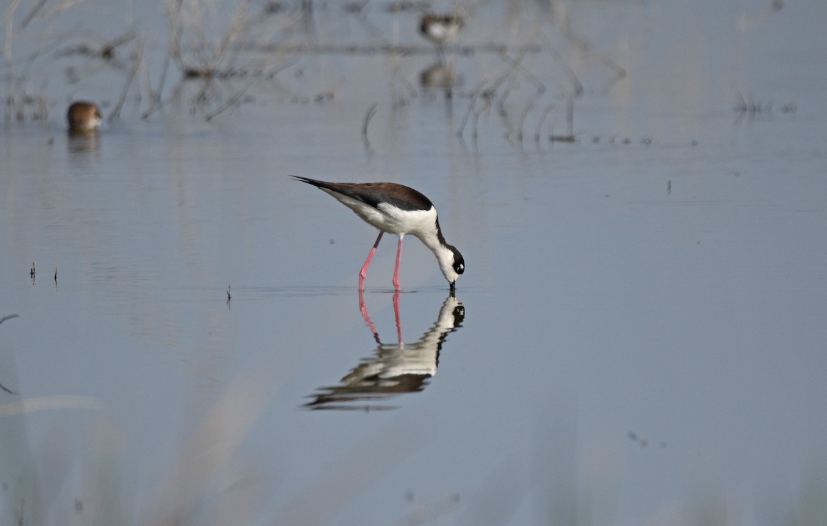 Schwarznacken-Stelzenläufer - ML558857071