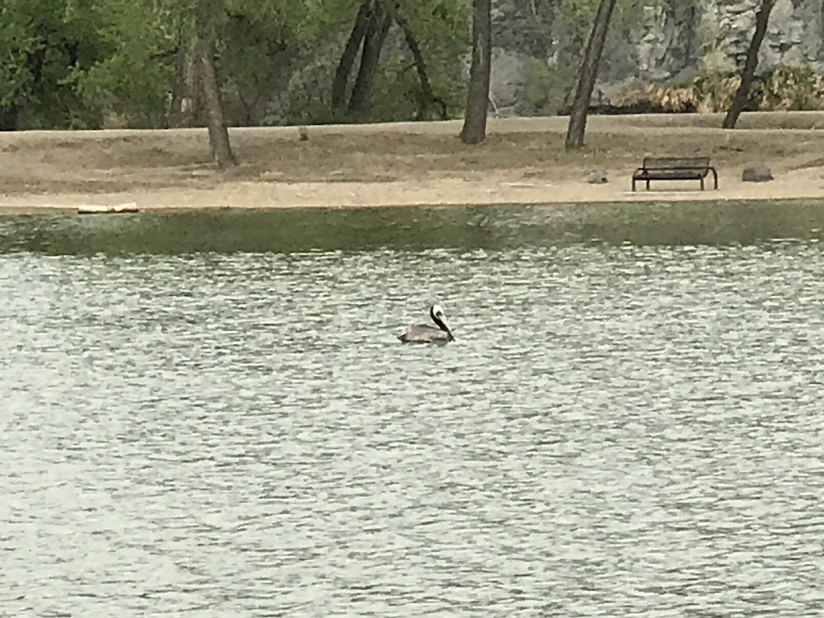 Brown Pelican - ML55885711