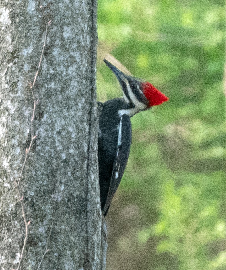 Pileated Woodpecker - ML558858281