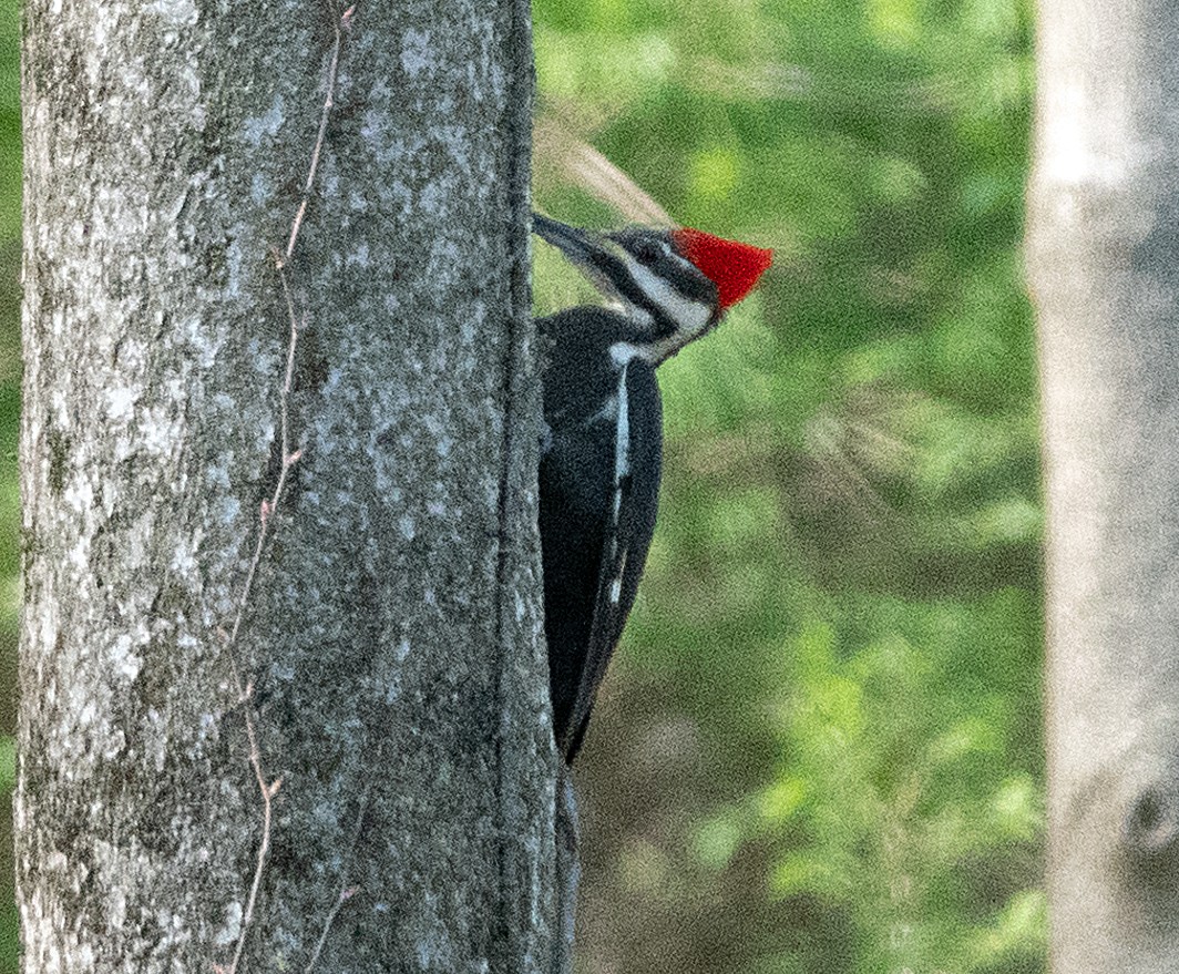 Pileated Woodpecker - ML558858291