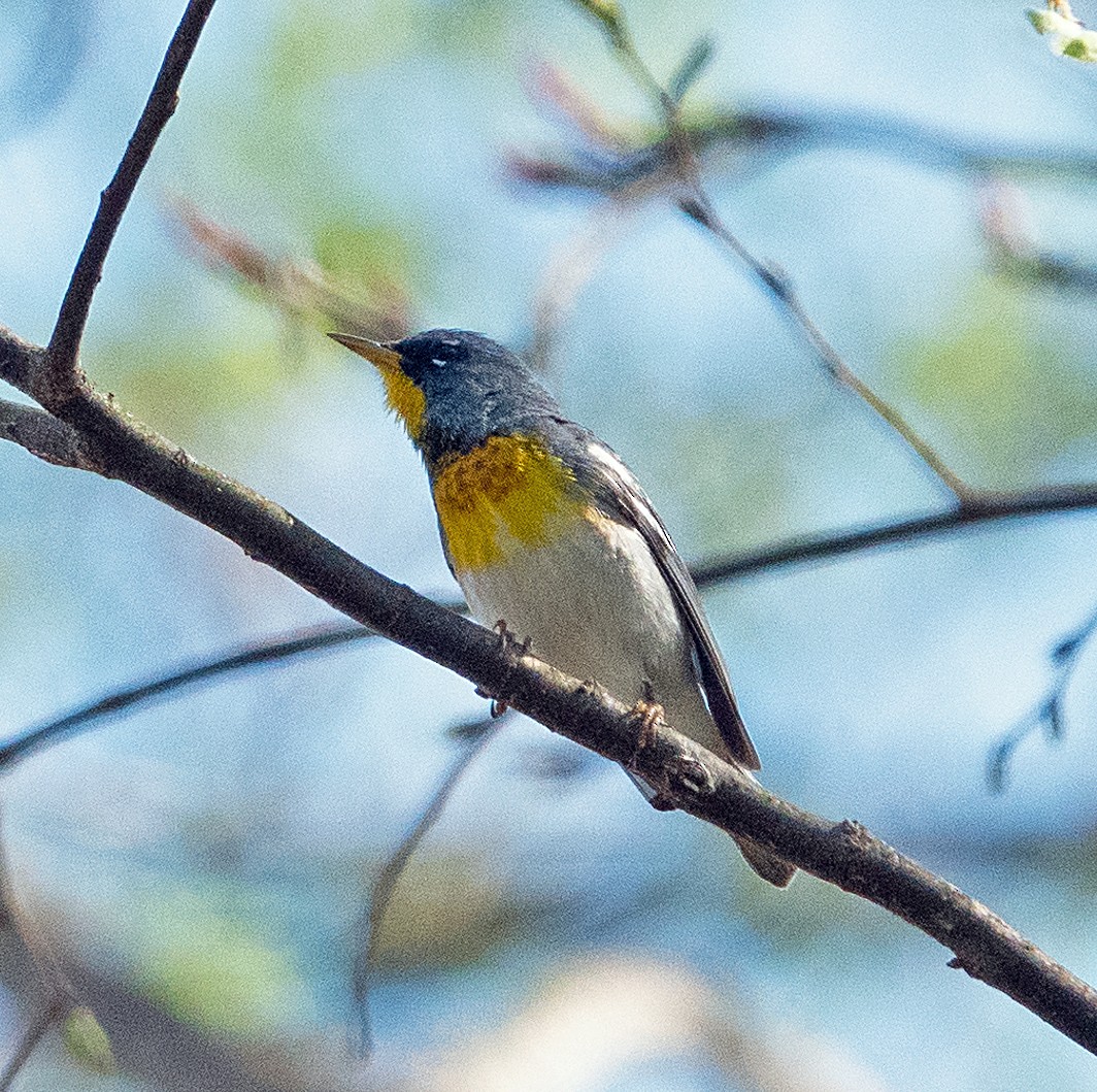 Northern Parula - Dale Pate