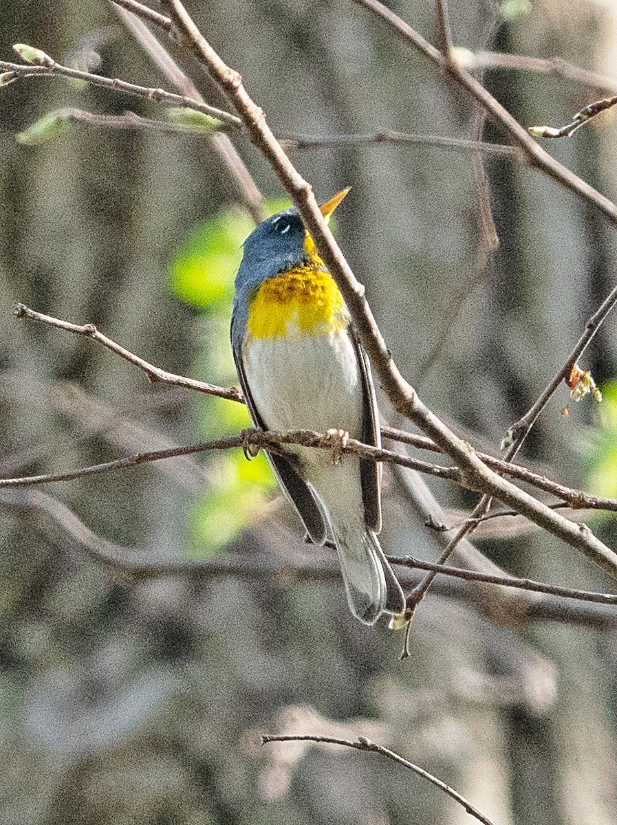 Northern Parula - ML558858681