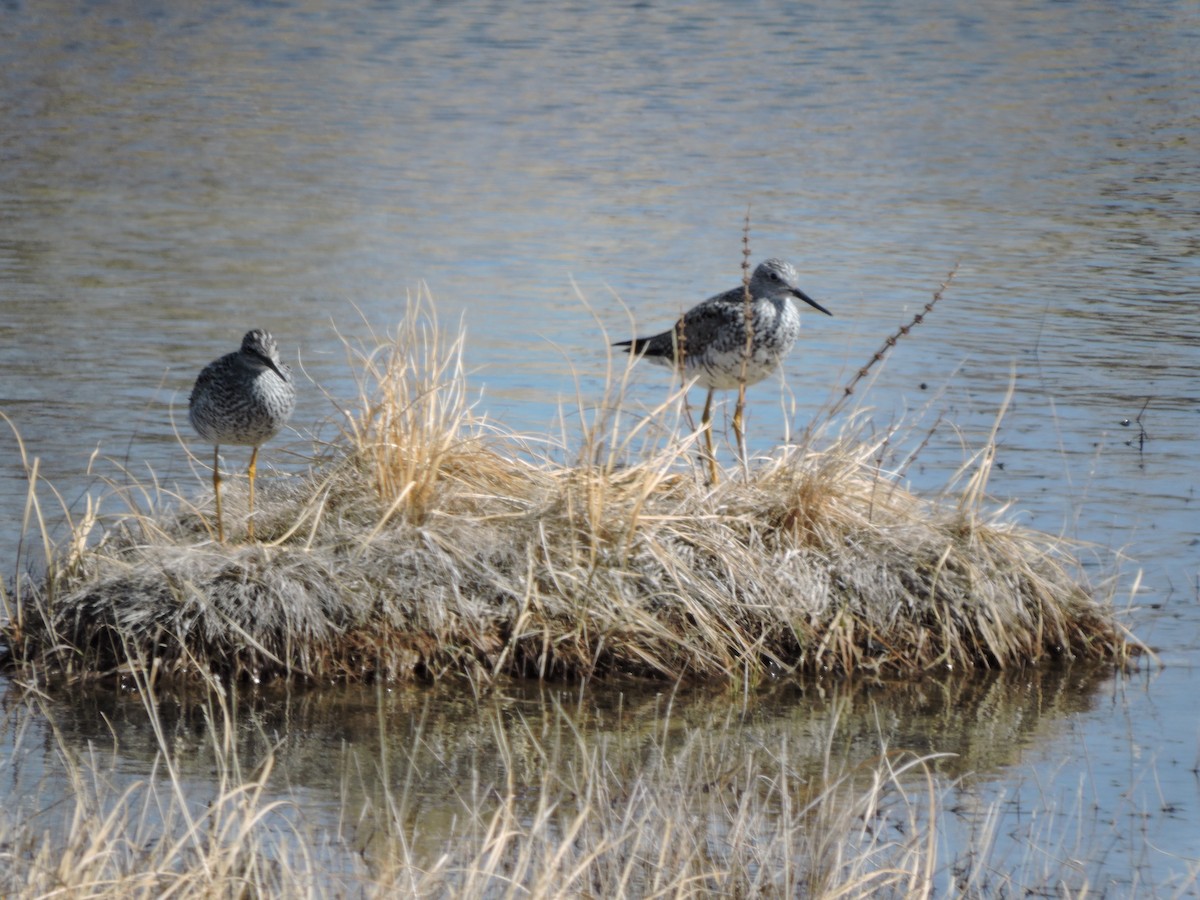 Greater Yellowlegs - ML558858801