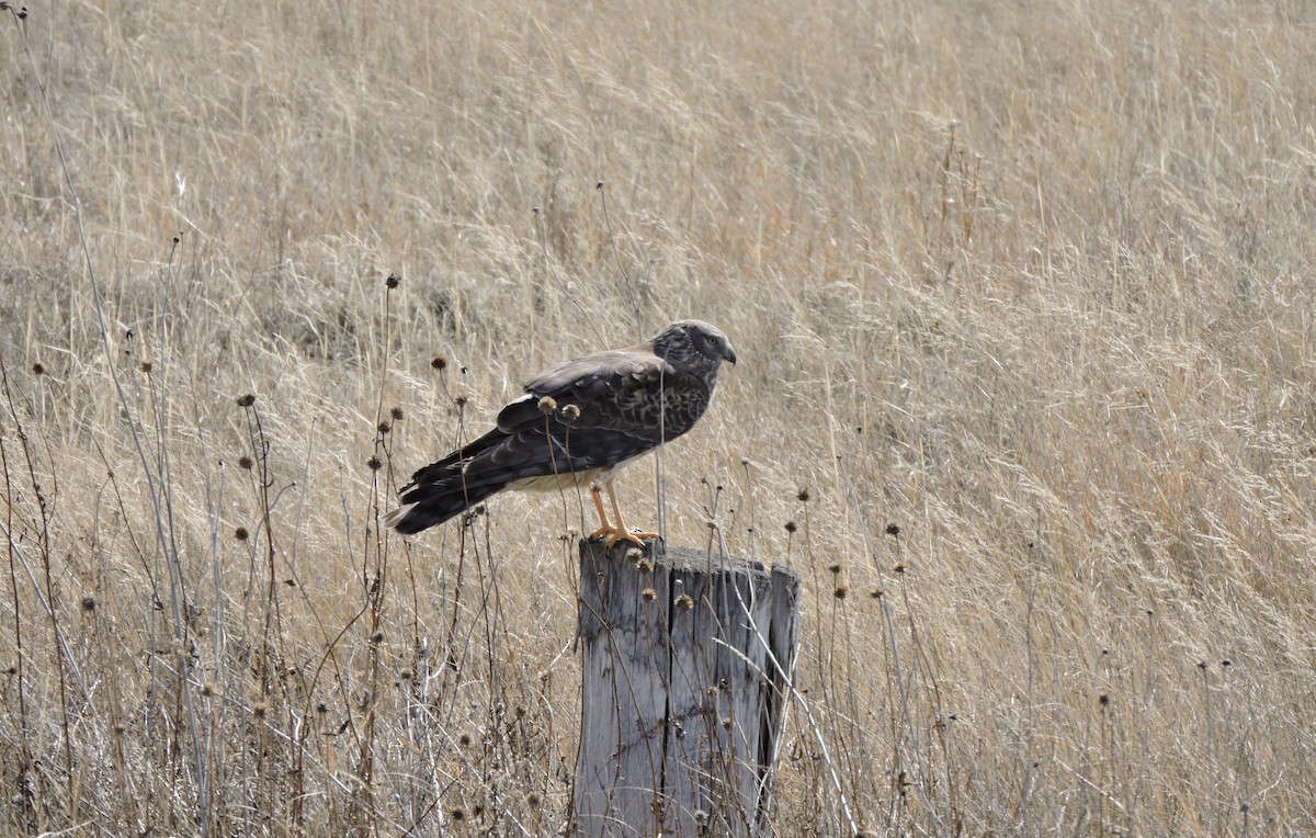 Northern Harrier - ML558858891