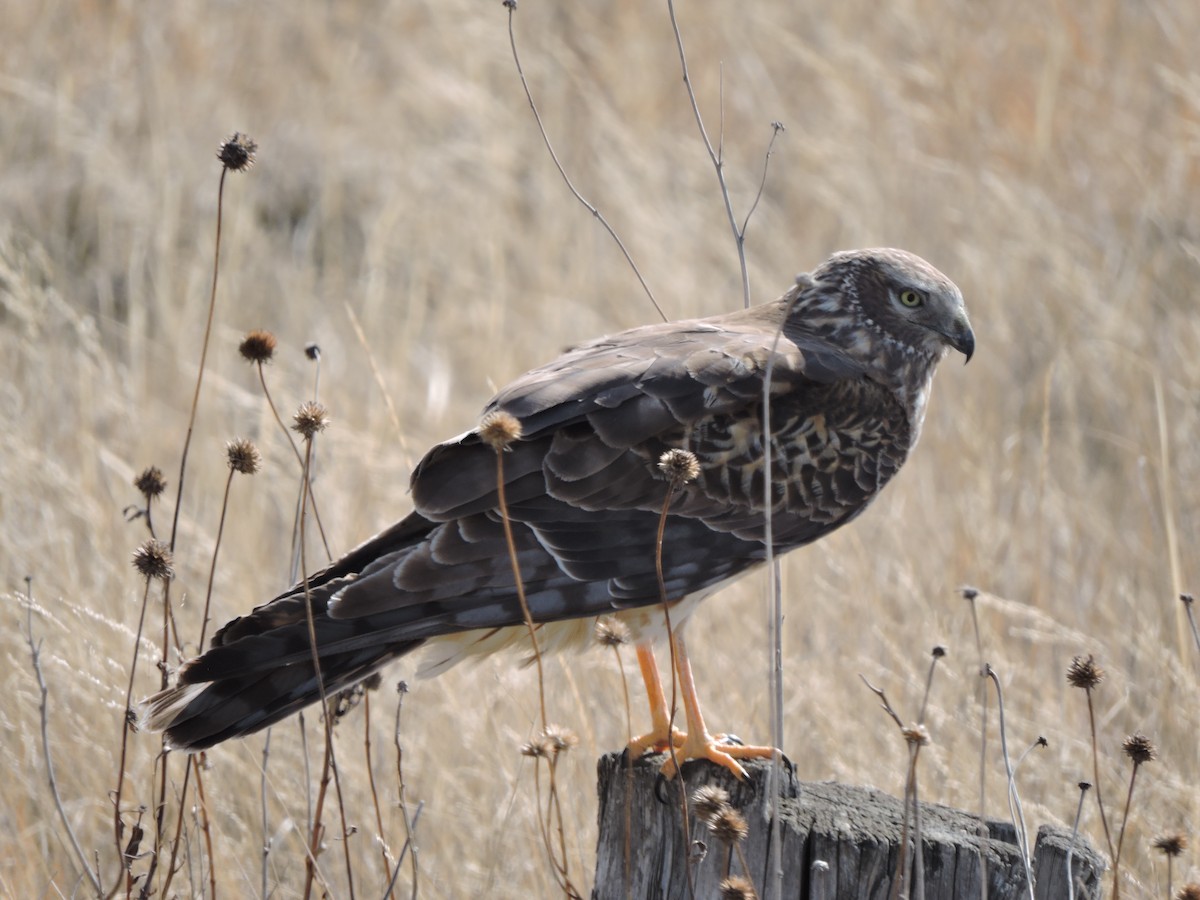 Northern Harrier - ML558858911